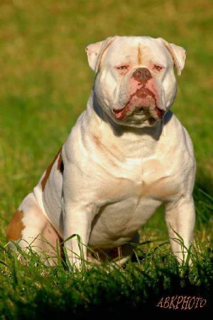 le célébre Argos , arriere grand pére de Jag