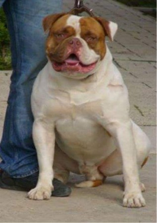 Megabulls "gorilla" le grand père d' Hadés